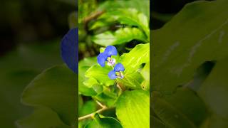 Commelina benghalensis views youtubeshorts trending blue shortsfeedshortsytshorts viralvideo [upl. by Idissak]