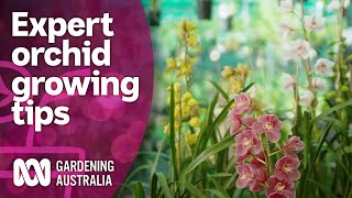 Meeting an orchid grower with a massive collection  Discovery  Gardening Australia [upl. by Hoopes]