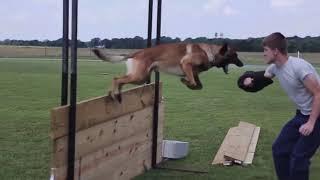 Belgian Malinois In Action [upl. by Novyaj]