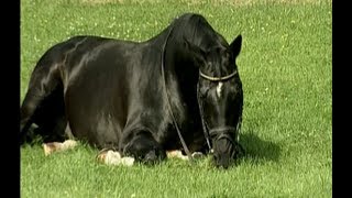 Kostolany  Famous trakehner stallion Totilas Blue Hors Matine [upl. by Manson]