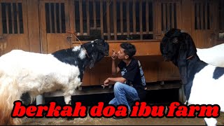 ful materi babon hamil ekonomis kambing luwes [upl. by Rico]