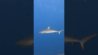 Grey reef shark passes diver at Blue Corner Palau shark diving underwater [upl. by Einej]