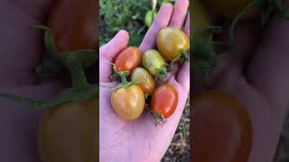 A tip for picking tomatoes shorts gardening gardeningtips [upl. by Ahseat]