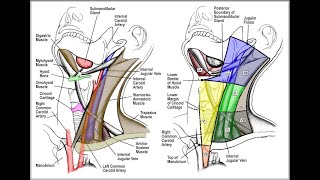 Cervical Lymph Node Levels in 5 minutes [upl. by Trautman154]