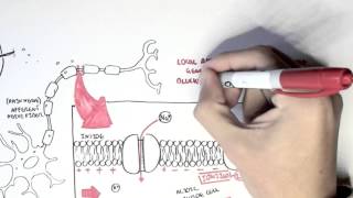 Pharmacology  Local Anaesthetic [upl. by Jarib]