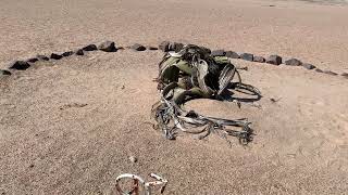 Welwitschia plant in Namib desert Welwitschia mirabilis [upl. by Samuela]