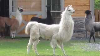 Llamas running at StoneBridge Farm [upl. by Modeste]