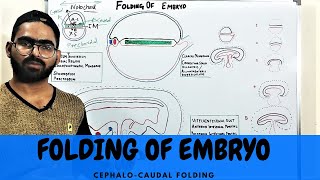 HEAD AND TAIL FOLDING OF EMBRYO  CEPHALOCAUDAL FOLDING  DEVELOPMENT OF GIT 1 [upl. by Creath]