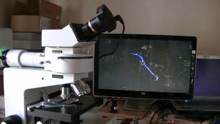 microscope a fluorescence Leitz dialux 20 demonstration [upl. by Anires]