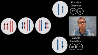 Chromosomal Inheritance [upl. by Beryle]