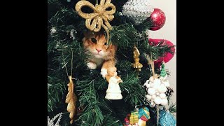 Cats vs Christmas Trees A Compilation [upl. by Eentirb]