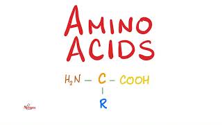 Amino Acids  What is their structure  Biochemistry Series [upl. by Tildi]