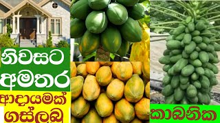 ඔබගේ ගෙවත්තේ ඉඩ තිබෙන පරිදි එක් ගස් ලබු පැලයක් සිටූවා හොදම ධනස්කන්දයක් ලබාගන්න [upl. by Keram]