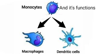 Monocytes Macrophages Dendritic cell and its functions [upl. by Aseeral360]