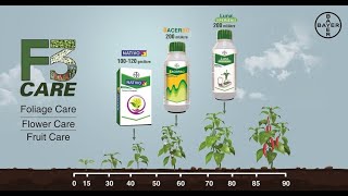 F3 Care Complete protection from Fungal diseases for Chilli crop  Bayer [upl. by Schwenk]