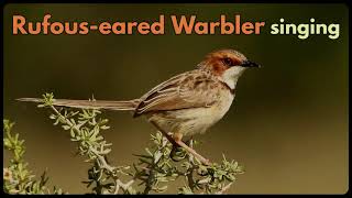 RUFOUSEARED WARBLER singing its fast monotonous song [upl. by Macrae]