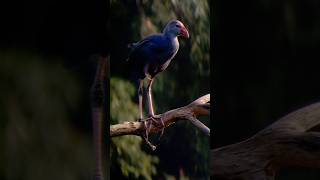 Grey Headed Swamphen on His Favorite Pearch birds [upl. by Eulalee]