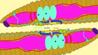 EARTHWORM REPRODUCTION [upl. by Andromede]