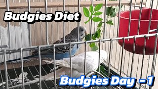 Budgies Parrot Diet  Budgies Day 1 birds budgies birds viralvideo views comedy birdfeeding [upl. by Sylirama481]