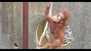 Baby Orangutan POPO 29  Climb Up Higher  6 Months Old [upl. by Troxell]