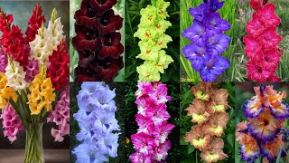 Colourful gladiolus flowers 🪻 Profile pictures [upl. by Geoff485]