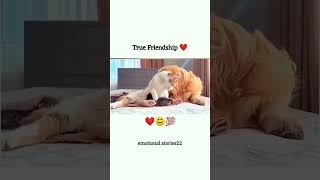 ritik dog kennel miss you Chintu Don 😔😔video ritikdogkennel177 missyou friends [upl. by Adnilym]