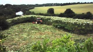 Giant hogweed removal [upl. by Ecinnej876]