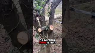 This Machine Cuts Forest Plants 🌲✂️shorts youtubeshorts shortvideo [upl. by Khudari]