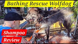 Bathing My Rescue Wolfdog with a New Shampoo  Primp N Shampoo Review [upl. by Ariaj]