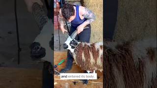 This Woman Saved The Sheep s Life shorts animals [upl. by Nihahs634]