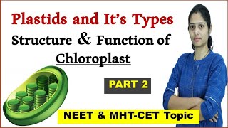 Plastids  Structure and Function of chloroplast [upl. by Inohs]