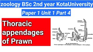 thoracic appendages of prawn [upl. by Adalard664]