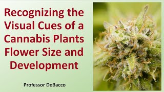 Recognizing the Visual Cues of a Cannabis Plants Flower Size and Development [upl. by Oler]