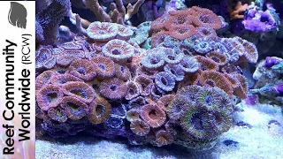 How to Reduce Nitrates in a Saltwater Reef Tank [upl. by Llerod]