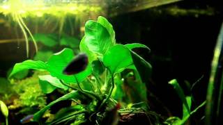 Intense Pearling of Anubias Nana [upl. by Dorene]