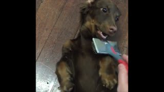 Cutest Dachshunds Compilation 1  Sausage Dog Central [upl. by Patrick]