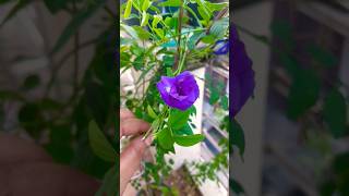 Aparajita plant gardenplants nature gardening shortsvideo [upl. by Socrates]