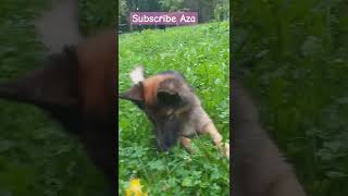 Piszczalka pies dc pie pets germanshepherd piesek haha AniaiMiasto pies viral dlaciebie [upl. by Jardena]