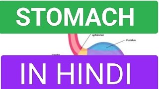 STOMACH आमाशय l structure l functions l अमाशय संरचना और कार्य l biology l science l digestive system [upl. by Gerdeen91]