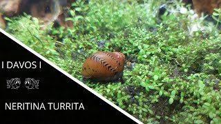 Neritina turrita [upl. by Naot]