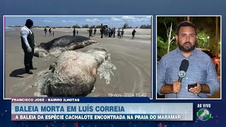 Baleia encontrada morta na praia do Maramar em Luís Corria [upl. by Howlend]