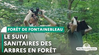 Le suivi sanitaire des arbres en forêt  Forêt de Fontainebleau [upl. by Androw864]