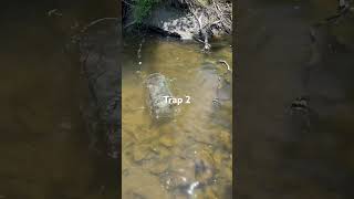 Setting out the minnow traps creek outdoors minnows nature [upl. by Greenfield]