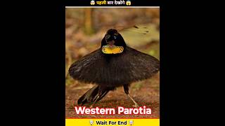 Western Bird 😱 The Dansing Bird 🕊️🐦 🤯 shorts facts swagatfacts [upl. by Lebasi312]