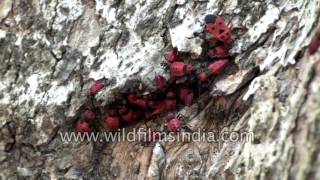 Firebug red insect Pyrrhocoris apterus colony on tree trunk bark [upl. by Ruskin]