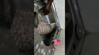 croaker fish  how to wash croaker fish  how to prepare croaker fish [upl. by Eba]