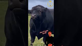 سلالة أبقار 🐂 أنغوس TheOpen NationalHotDogDay USAToday mammamia eminim johncena 7eleven [upl. by Cirad]