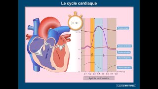 Les étapes du cycle cardiaque [upl. by Noryd]