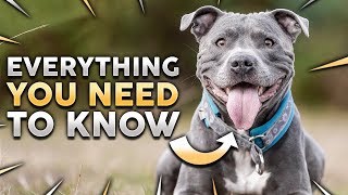 STAFFORDSHIRE BULL TERRIER 101 Everything You Need To Know About Owning a STAFFY Puppy [upl. by Mackler494]