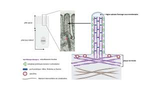 Organisation des microfilaments dactine dans les microvillosités [upl. by Procter]